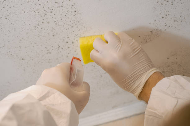 Best Attic Mold Removal  in Greensburg, PA